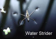 Water Strider